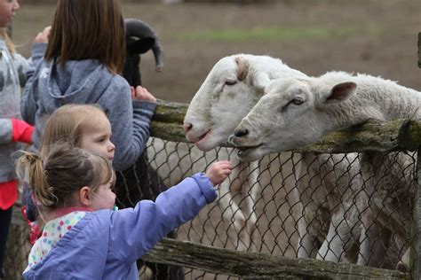The Best Animal Farms and Petting Zoos on Long .